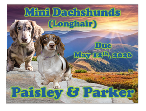 Paisley & Parker (C.K.C. Mini  Longhair Dachshunds)